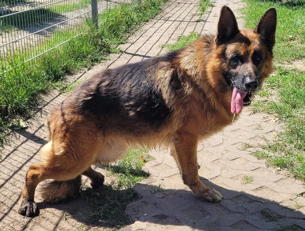 Da der Rüde Rex Hüftprobleme hatte und weitere komplizierte Diagnosen, musste er eingeschläfert werden.