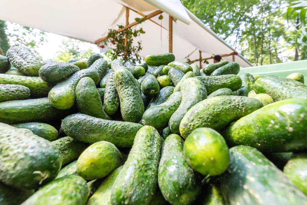 Der Spreewald widmet seinen Gurken ein Fest. Aber es gab auch andere regionale Produkte zur Verköstigung beim Gurkentag am 3. August.