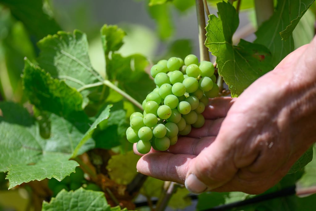 Winzer Klaus Zimmerling zeigt Grauer Burgunder-Trauben des zweiten Austriebs an einer Rebe auf seinem Weinberg in Dresden-Pillnitz.