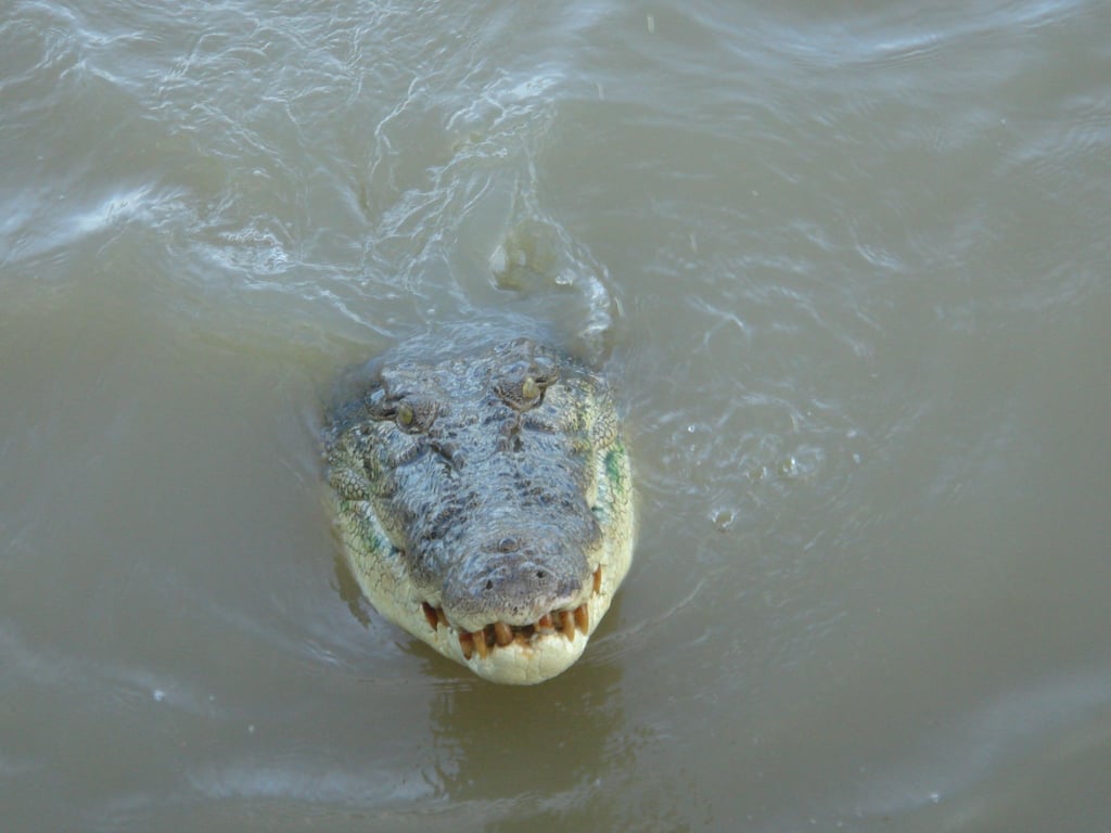 Durchschnittlich kommt es in Australien zu zwei tödlichen Krokodil-Angriffen pro Jahr. (Symbolbild)