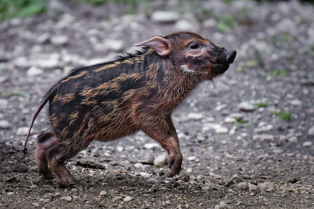 Ein Schweinebaby und ein Reh sind bei einem Unfall nahe Burg ums Leben gekommen.