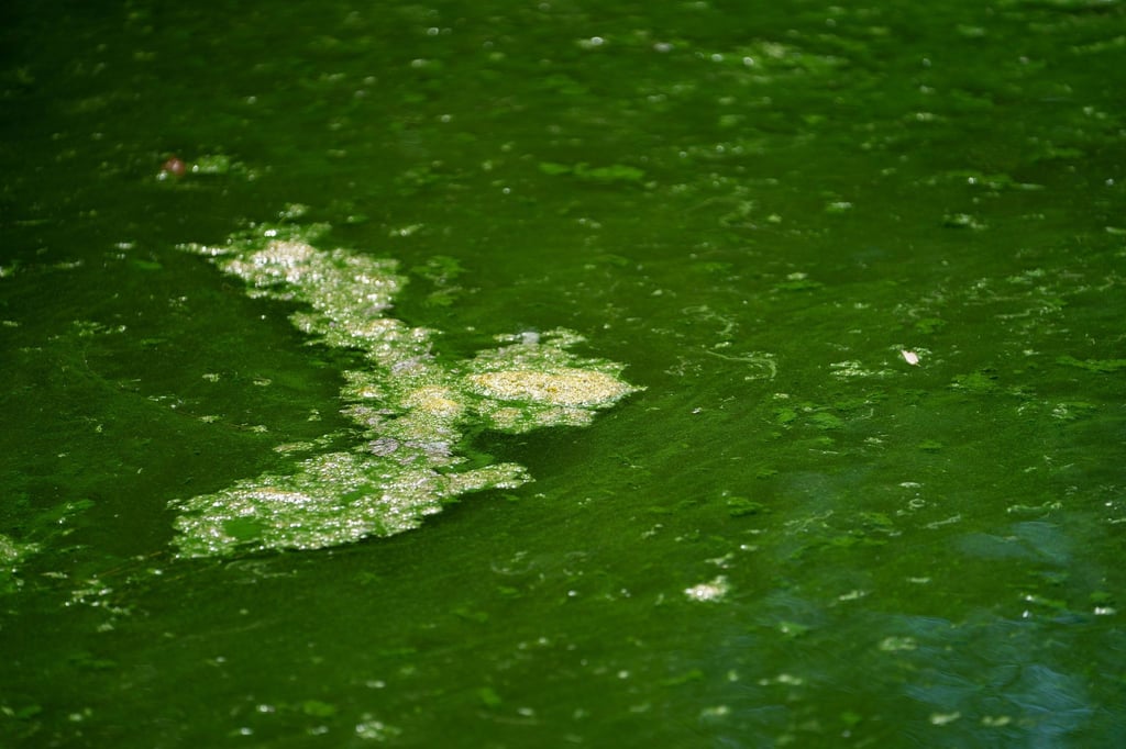 In Niedersachsen wurde für den Badesee Westerholt das erste Badeverbot wegen eines Blaualgenbefalls ausgesprochen. (Symbolbild)