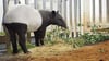 Der Tapir Nuang ist im Leipziger Zoo angekommen. Der Bulle soll künftig für Nachwuchs sorgen. Erwartet wird dafür noch ein Weibchen.