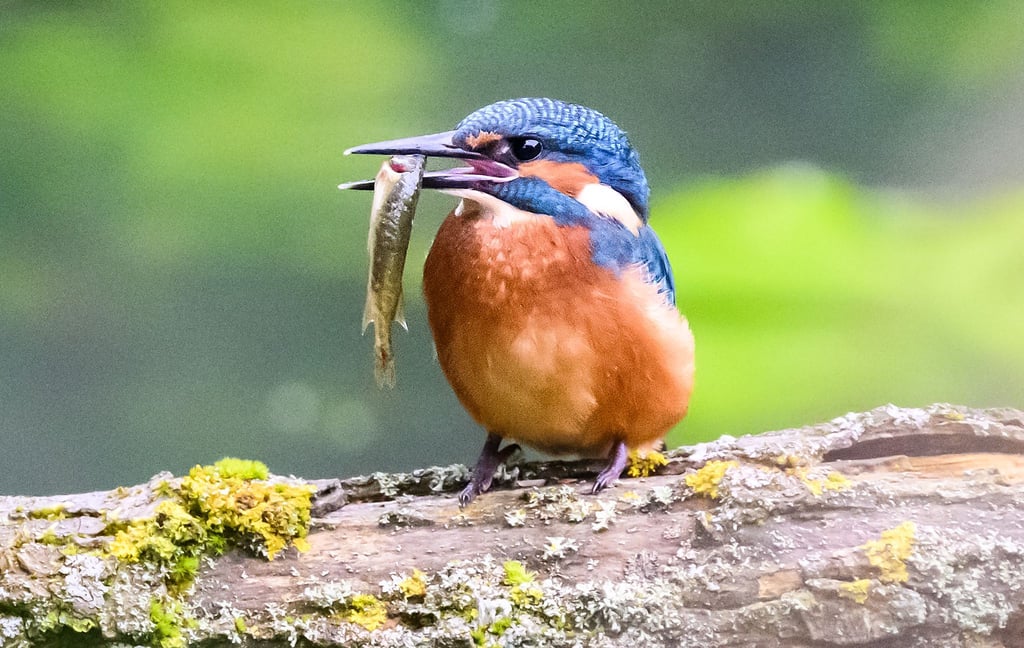 Der Eisvogel ist in Brandenburg besonders an Gewässern weit verbreitet.