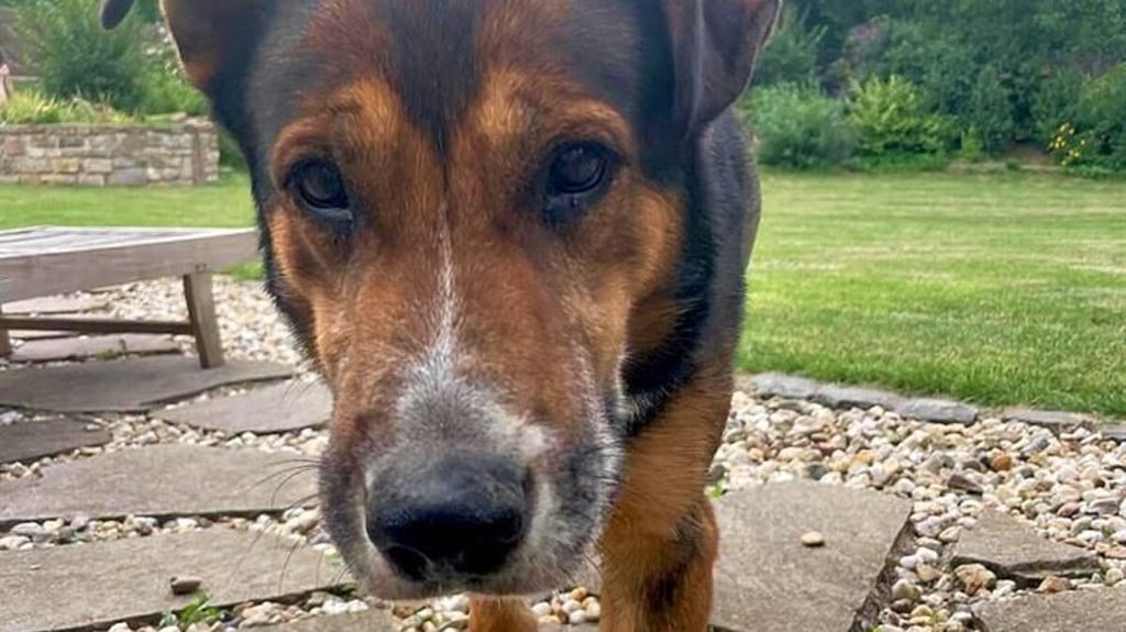 Skipper wurde in Gerbstedt ausgesetzt, jetzt könnte der Hund endlich ein neues Zuhause finden.
