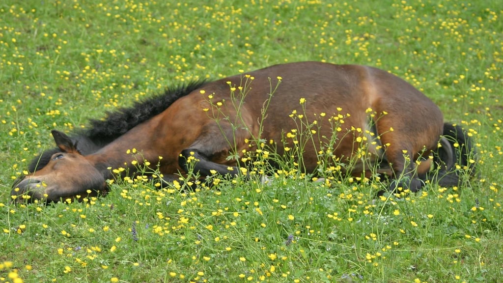 Ein Pferd ist auf seiner Koppel bei Ausleben doch nicht in den Kopf geschossen worden.