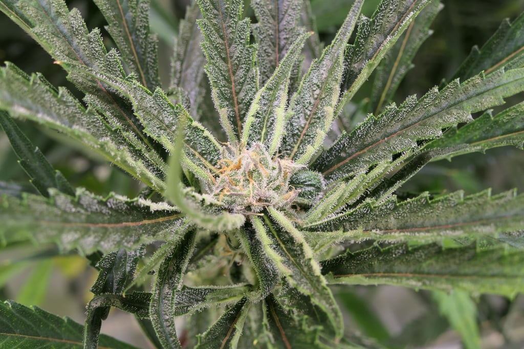 Eine Tonne Cannabisblüten produziert Aurora derzeit in Leuna