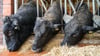Im Landkreis Harburg ist die Blauzungenkrankheit bei Tieren in zwei Rinderhaltungen festgestellt worden. (Symbolbild)