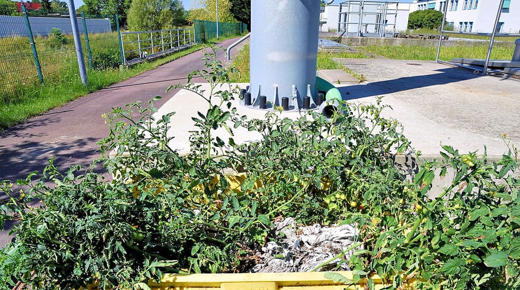 Tomaten wachsen in einem Behälter mit Material, das eine Pumpe verstopft hatte.
