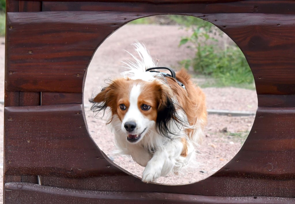 Nicht nur Menschen sollen im Bergzoo Halle Spaß haben.