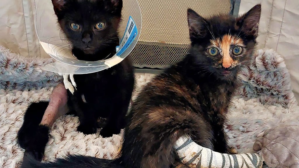 Mit gebrochenen Hinterbeinen werden diese beiden sehr jungen Katzen in Wittenberg gefunden. Inzwischen sind sie medizinisch versorgt, werden gepflegt und haben Namen bekommen: Xenia (rechts) und Yadid.