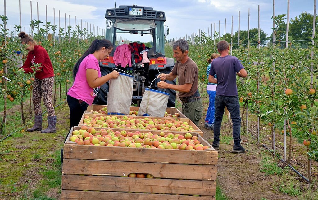 Im vergangenen Jahr rechnete Hornemann noch mit einer Ernte von 200 Tonnen Äpflen, dieses Jahr werden es sehr viel weniger.