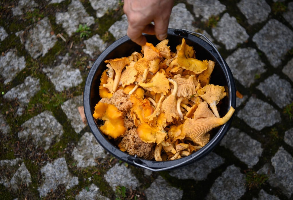 Pilzsammler können im Sommer reichlich Pfifferlinge in Brandenburgs Wäldern finden. (Archivfoto)