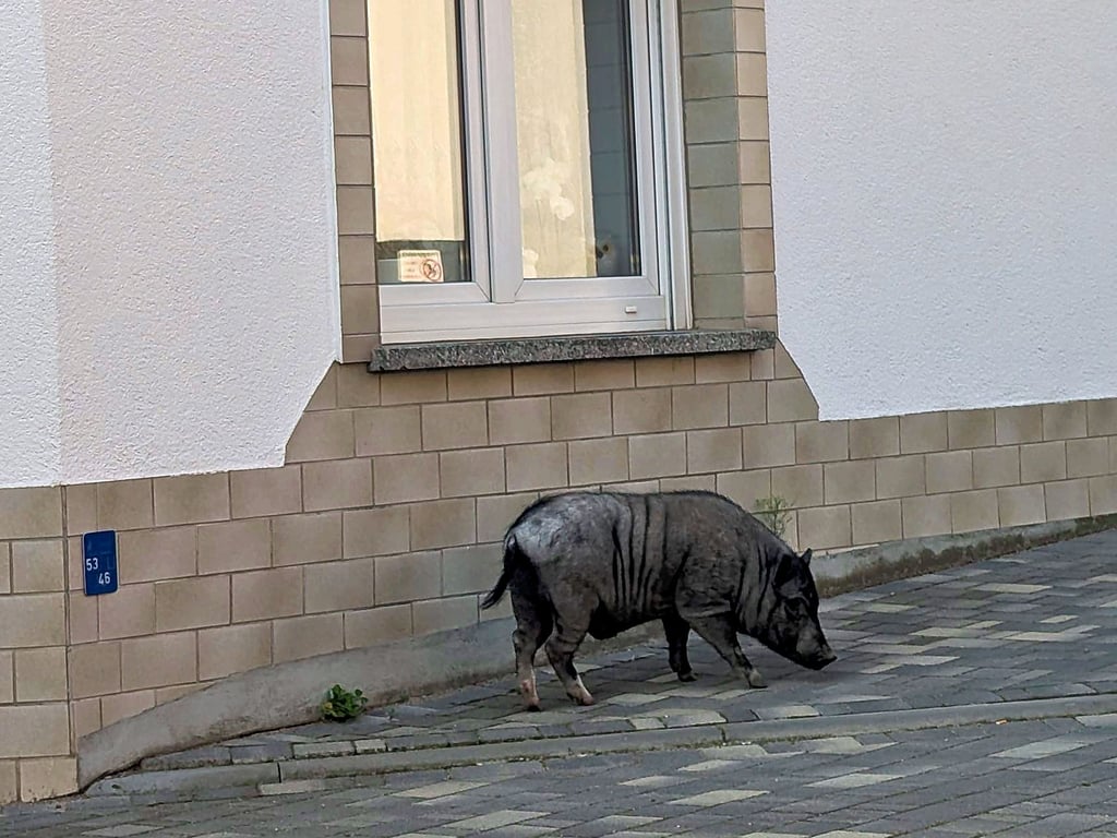 Ein Schwein sorgte vergangenen Donnerstag für Aufregung mitten in Alsleben.