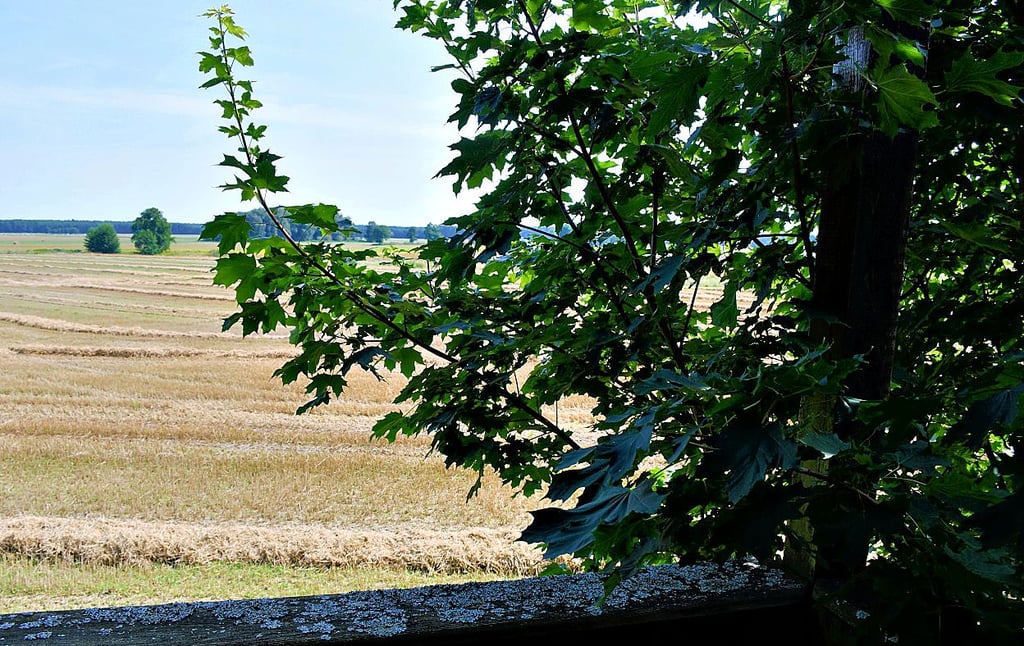 Der Blick vom Aussichtsturm ist an einigen Stellen eingeschränkt.