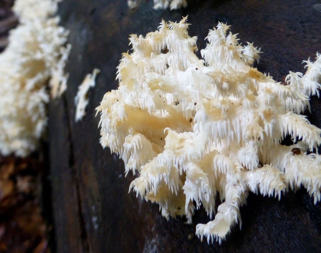 Der Pilz Ästiger Stachelbart ist selten. Er soll im Nationalpark bald häufiger vorkommen.