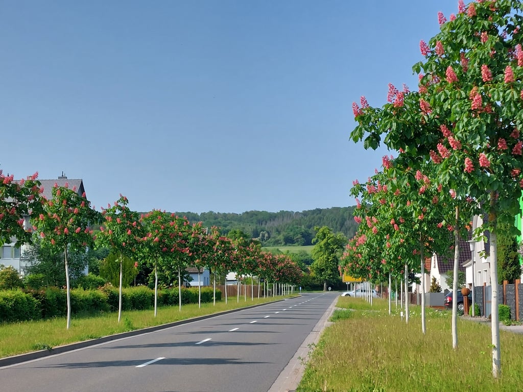 Erst seit wenigen Jahren stehen die rotblühenden Kastanien an der Ortsdurchfahrt in Rottleberode.