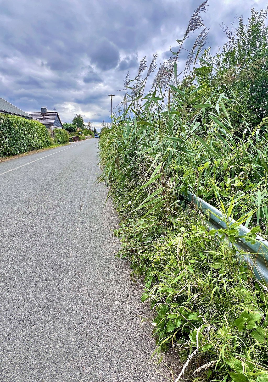 Wildwuchs, wie hier im Meister -Knick-Weg in Alten, ärgert die Anwohner.