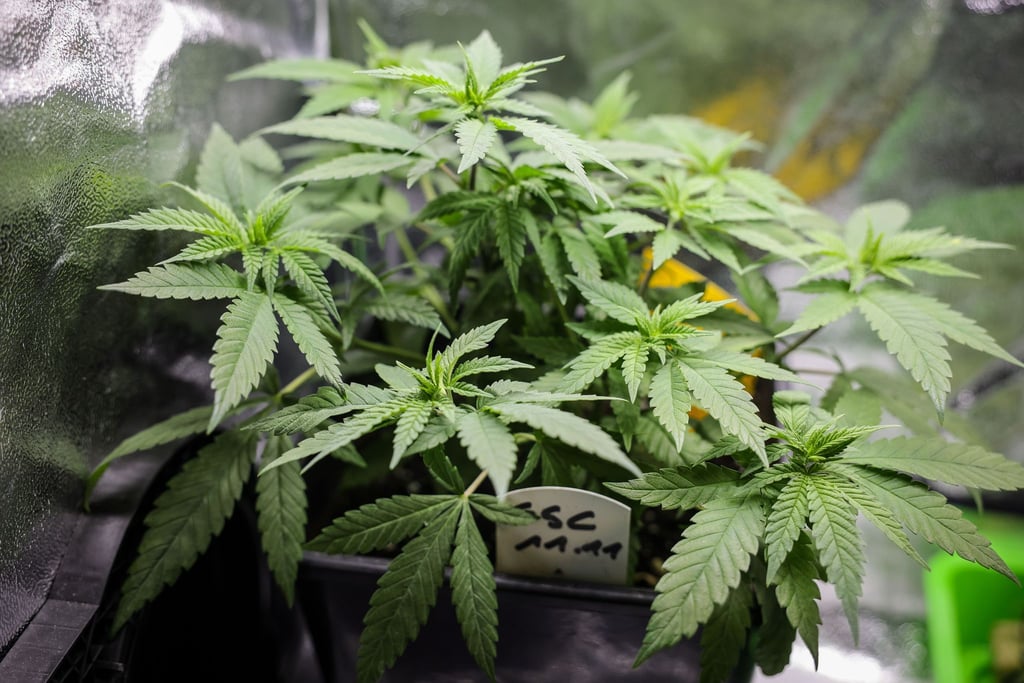 Bislang wurden in Niedersachsen einige Anträge für Cannabis-Anbauvereinigungen eingereicht. (Symbolbild)