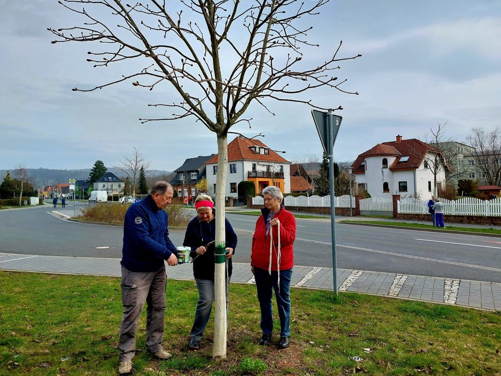 Im Frühjahr wurden die Leimringe an den Alleebäumen befestigt.