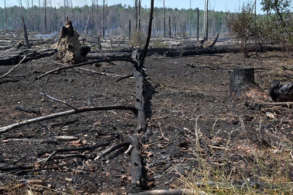 Verbrannter Boden und verkohlte Baumstämme blieben nach dem Waldbrand bei Jüterbog im Sommer 2023 übrig. (Archivbild)
