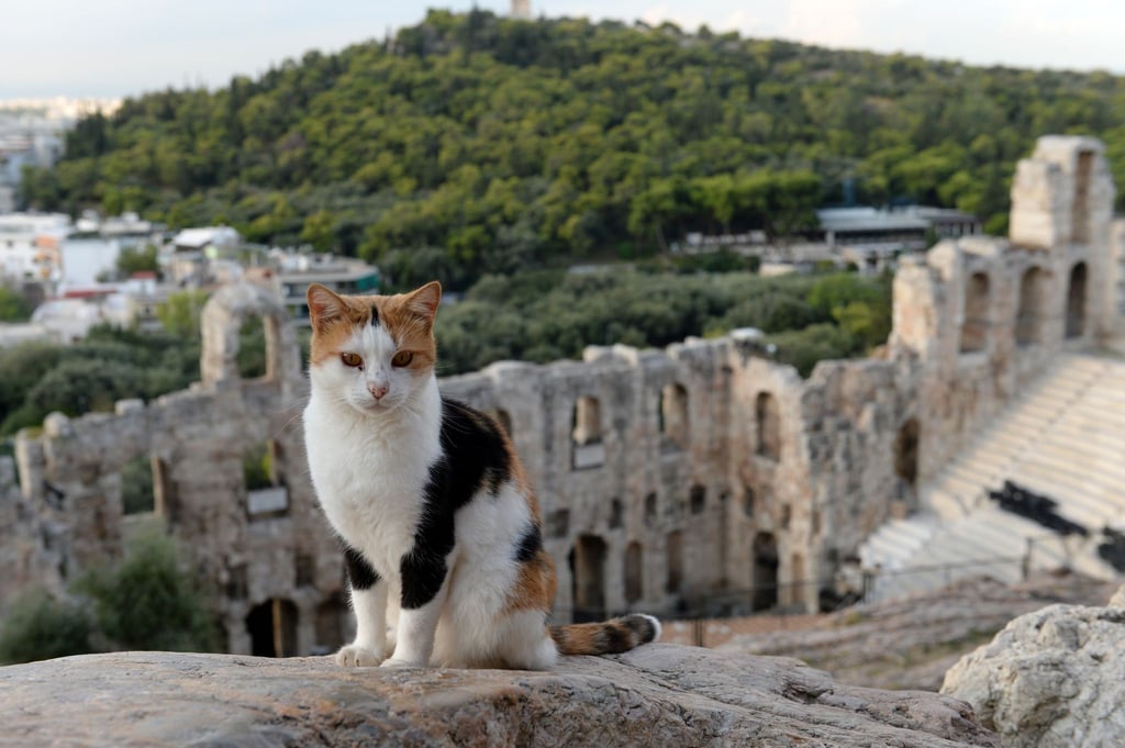 Vorsicht Katze: Im Urlaub sollte man auf Streicheleinheiten für fremde Streuner lieber verzichten.