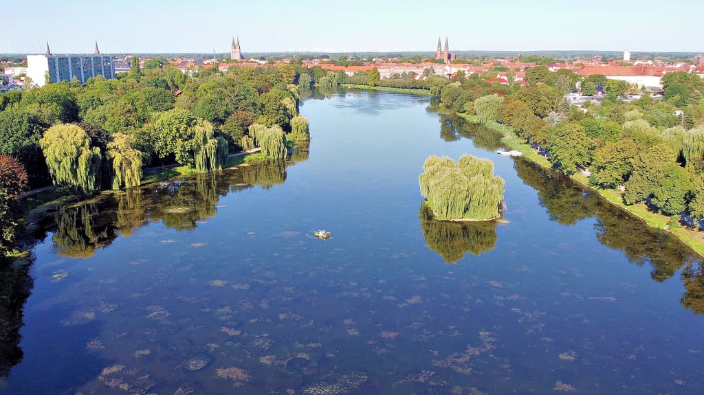 Ein Algenteppich breitet sich im Stadtsee in Stendal aus.