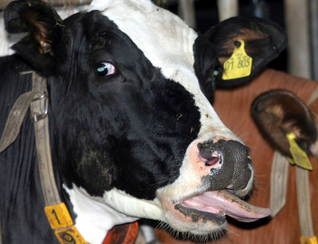 Auch in Brandenburg ist die Blauzungenkrankheit ausgebrochen. Das Verbraucherschutzministerium und der Bauernverband raten dringend zur Impfung von Schafen, Ziegen und Rindern. (Archivbild)