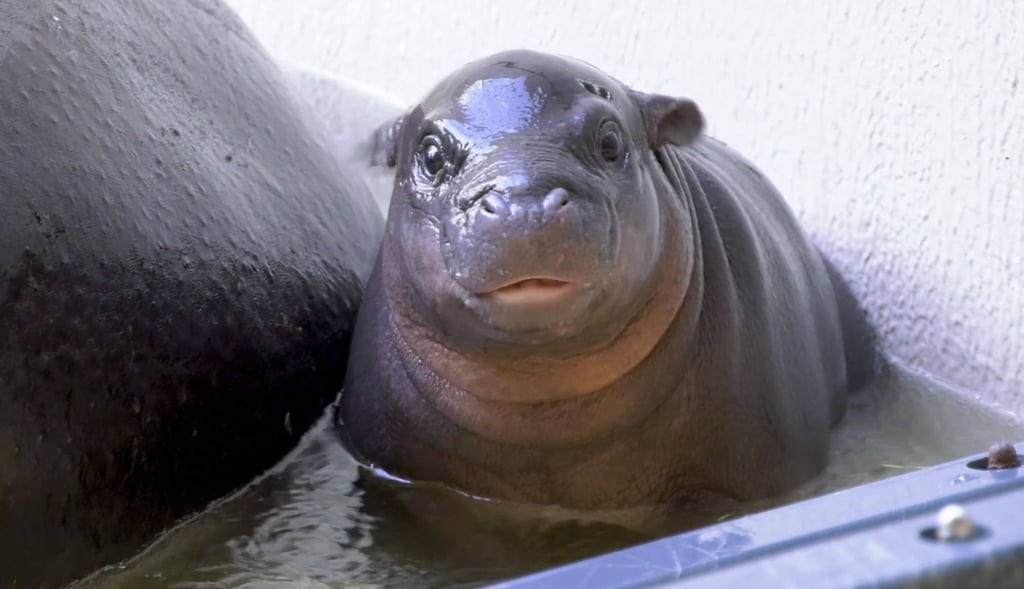 Das kleine Flusspferd im Berliner Zoo hat endlich einen Namen. (Archivbild)
