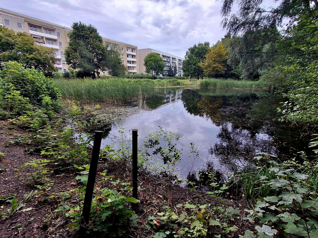 Der Teich hinter den Wohnhäusern am Waldring bietet momentan keinen besonders schönen Anblick.
