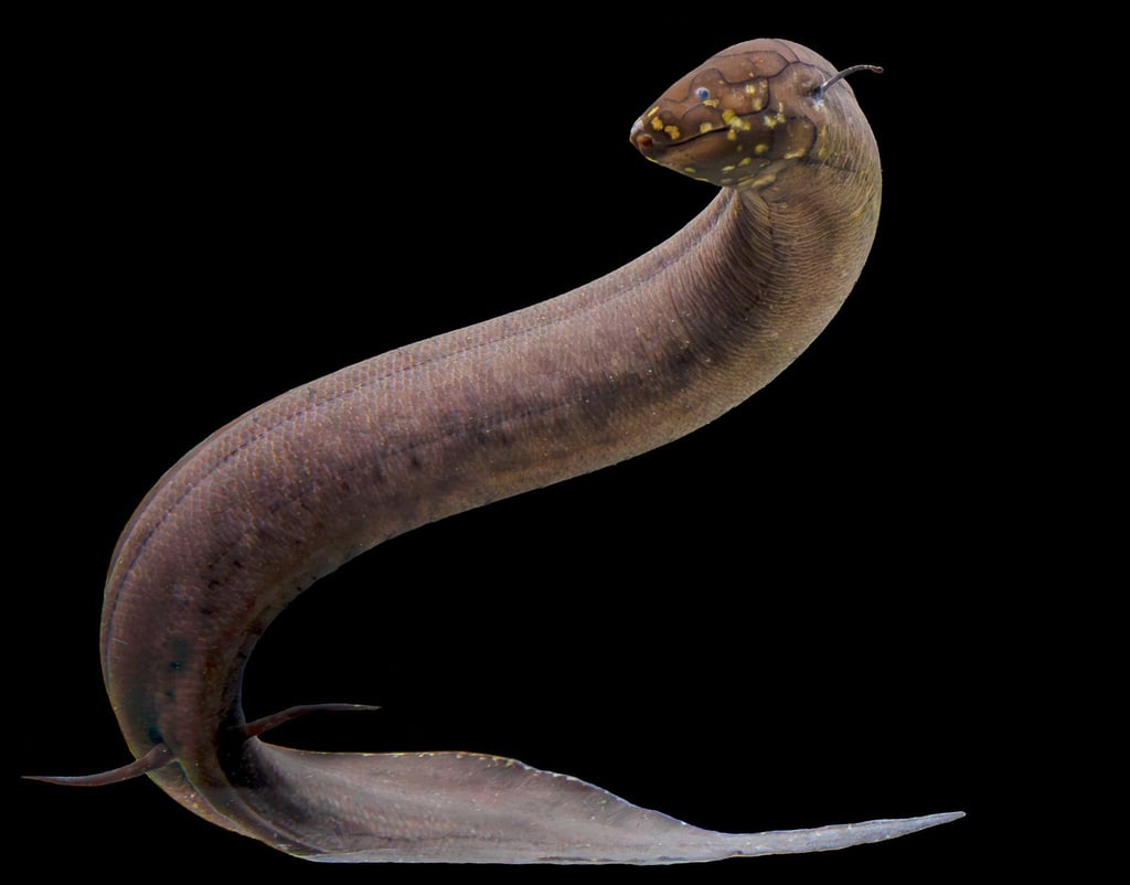 Kein anderes bekanntes Tier auf der Erde hat ein so großes nachgewiesenes Genom wie der Südamerikanische Lungenfisch.
