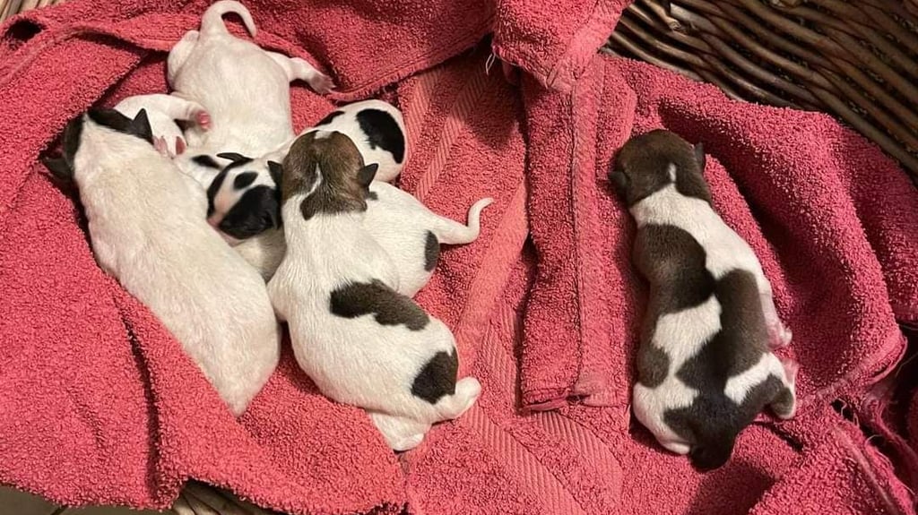 Sieben Hundewelpen sind bei Altenweddingen auf einem Feldweg ausgesetzt worden.