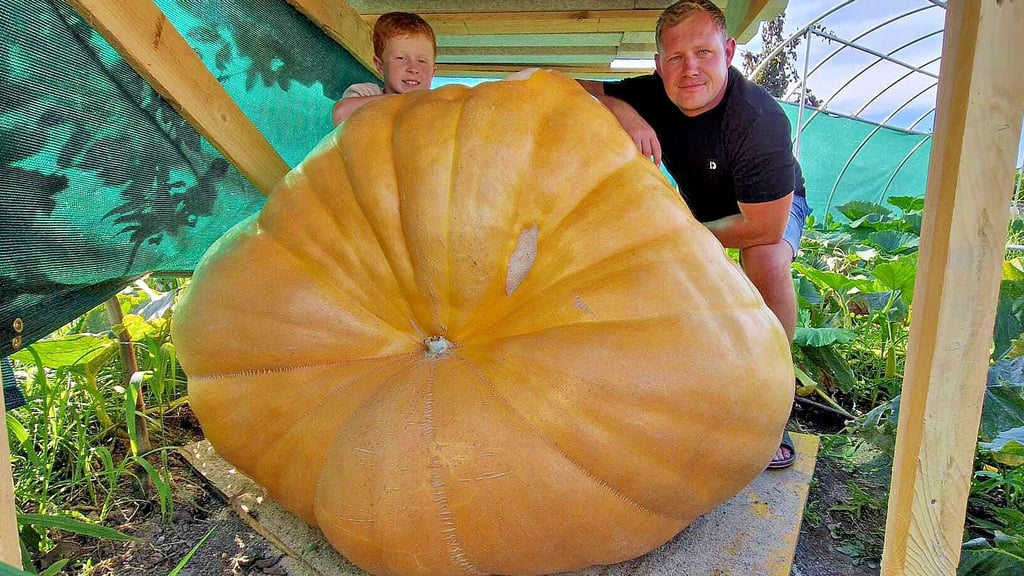 Erik (r.) und Sohn Emil Göricke aus Jeßnitz kümmern sich um ihren Kürbis XXL 2024. Und der wächst noch weiter. Eriks Vater Kai hat in diesem Jahr das Nachsehen.