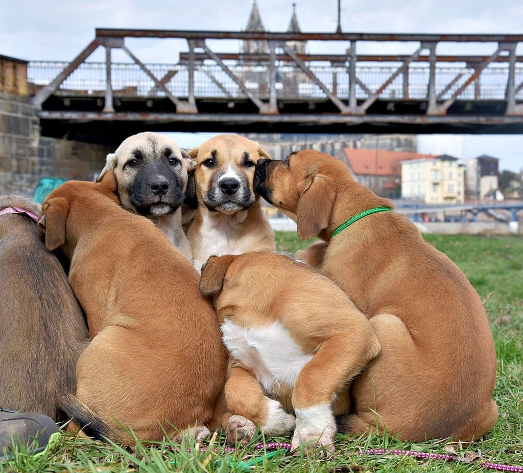 Im Stadtpark soll die Hundewiese am Elbufer verlegt werden. Die Vierbeiner können dann nördlich und südlich der Hubbrücke toben.