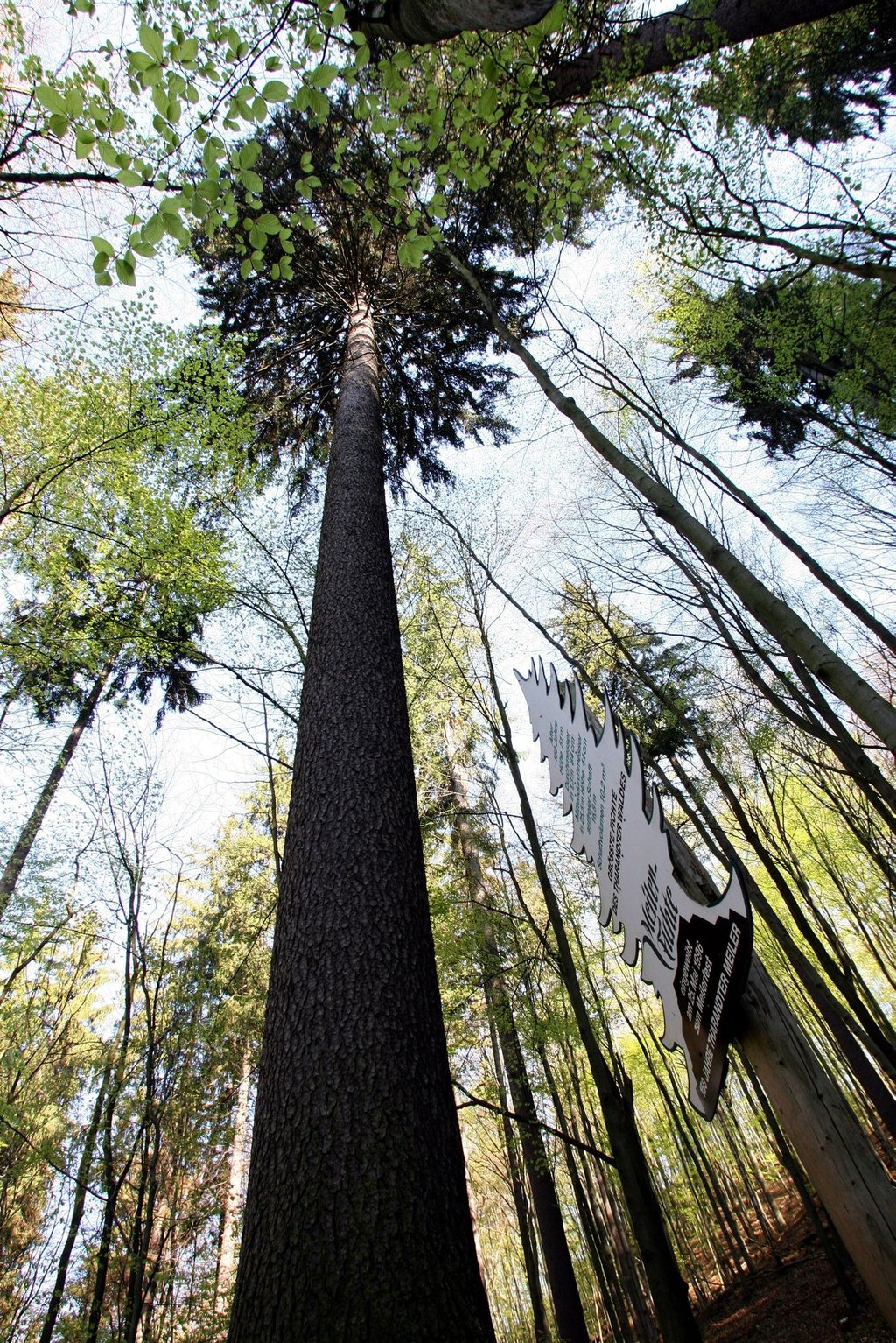 Der Tharandter Wald berherbergt bald ein Wissenschaftszentrum. (Archivbild)