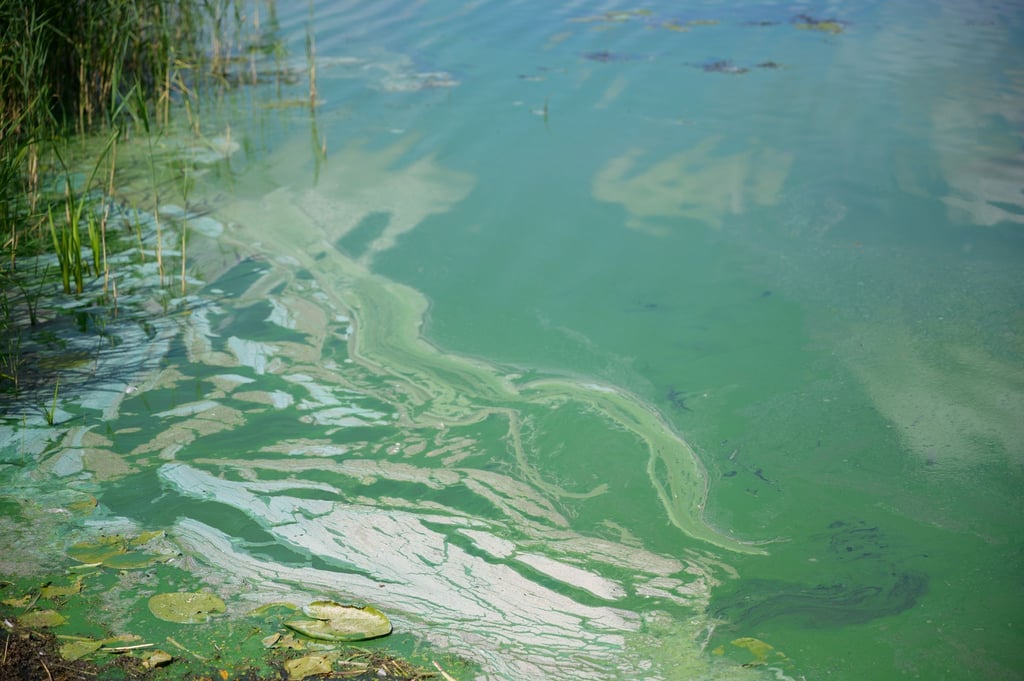 Blaualgen in stehenden Gewässern sind im Sommer keine Seltenheit. (Archivbild)