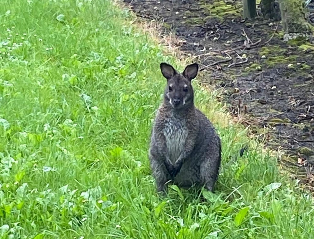 Nach mehreren Wochen auf freiem Fuß hat die Polizei im Landkreis Stade ein Känguru gefangen.