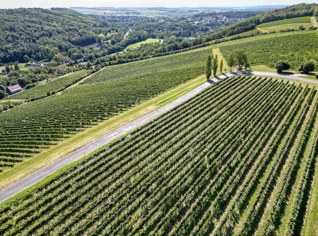 Etwa 130 Hektar Rebflächen zählen in Thüringen zum geschützten Weinanbaugebiet Saale-Unstrut. (Archivbild)