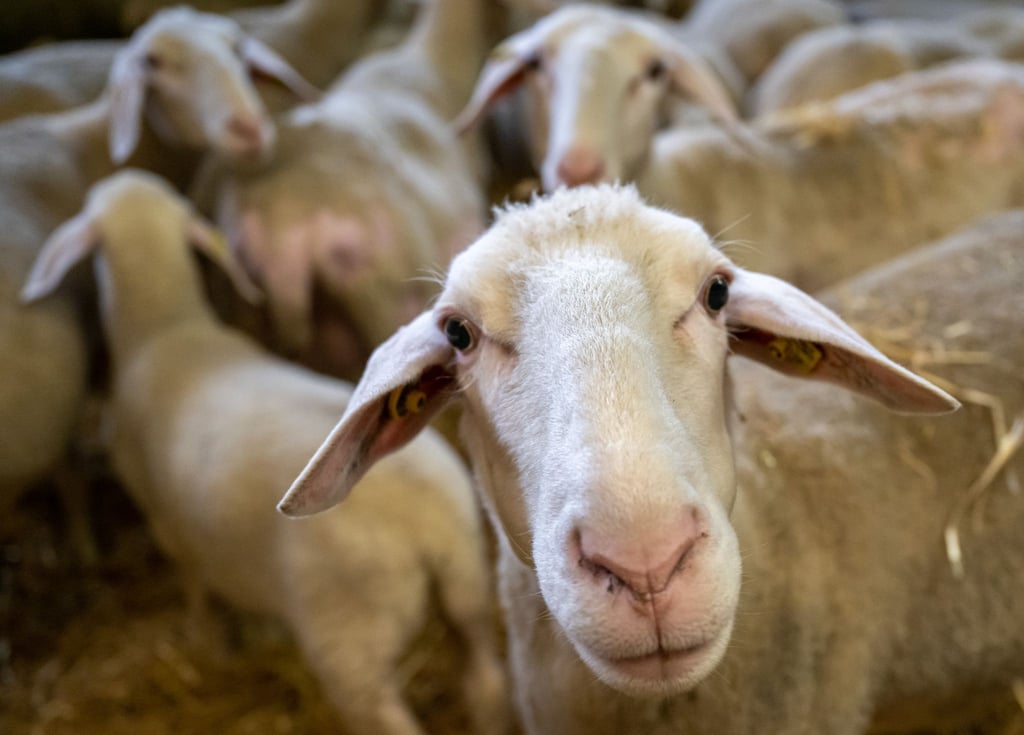 Die Blauzungenkrankheit breitet sich rapide aus. Schafe sind besonders betroffen. (Symbolbild)