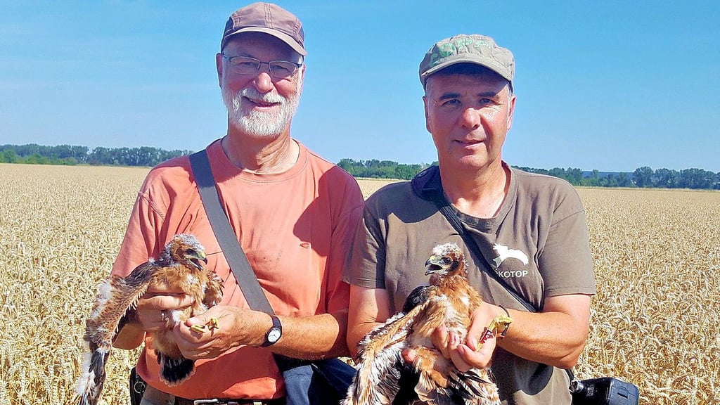 Bernd Nicolai vom Rotmilanzentrum Halberstadt und Ornithologe Frank Weihe haben die Jungtiere der Wiesenweihen beringt.