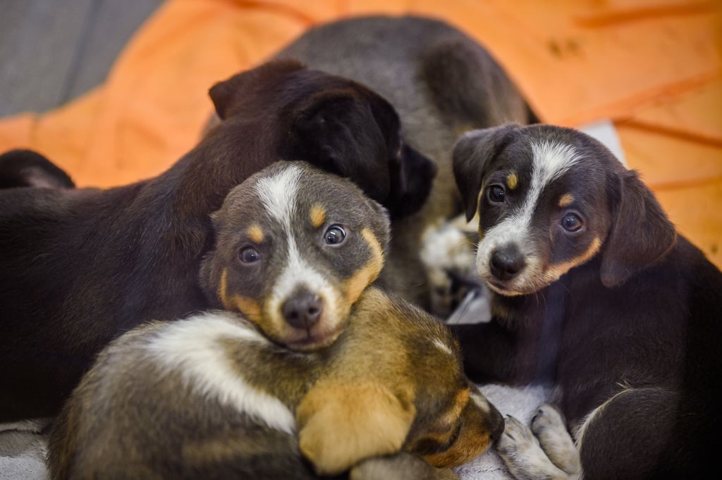 Unschuldige Hundeaugen, die eben ncoh in eine grausige Zukunft geblickt haben; Auch in Möser wurde nun ein große illegaler Welpenhandel aufgedeckt.