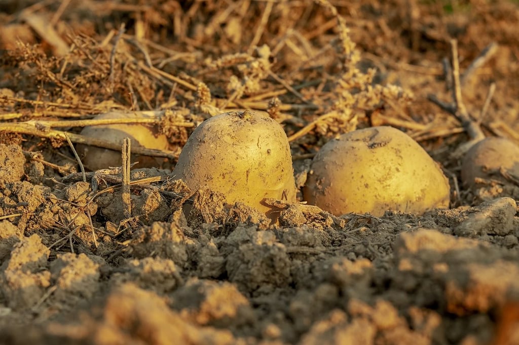 Kartoffeln sind von einem Acker bei Pulspforde gestohlen worden.
