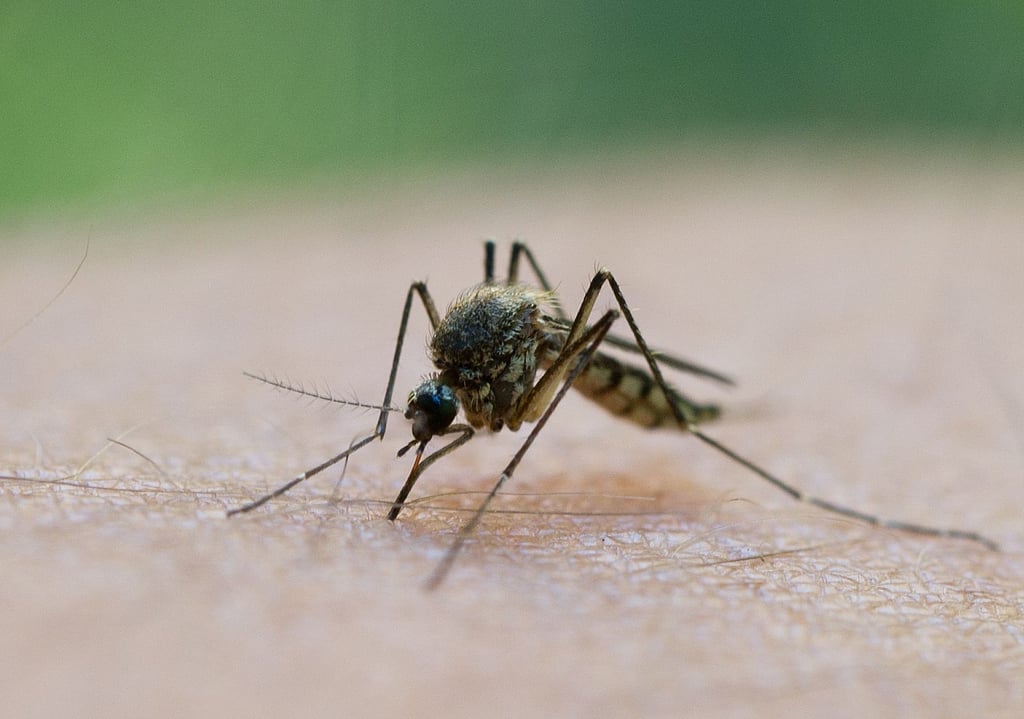 Im Lankreis Lüchow-Danneberg gibt einen Fall von West-Nil-Fieber bei einem Pferd. Der Virus wird durch Mücken übertragen.