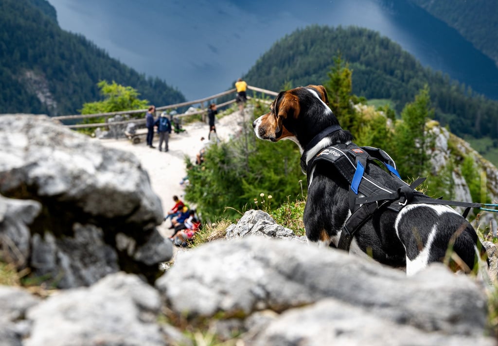 Wer mit seinem Hund in den Alpen wandern geht, sollte auf Herden und Herdenschutzhunde achten: Direkte Begegnungen mit Kühen, Schafen oder Ziegen sind zu vermeiden, indem man markierte Wege nicht verlässt und den Hund an der kurzen Leine führt.