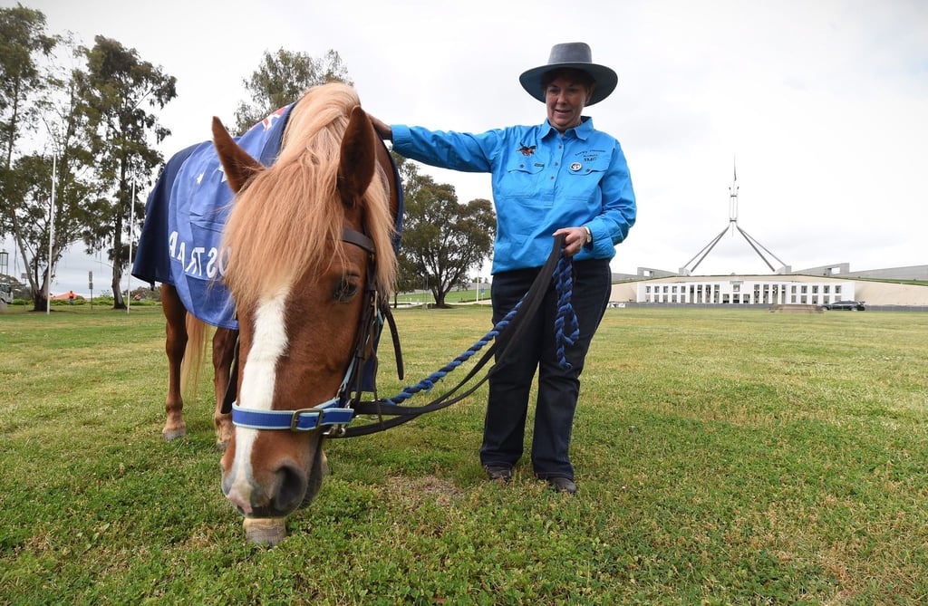 Die Zahl der „Brumbies“ soll drastisch reduziert werden. (Archivbild)