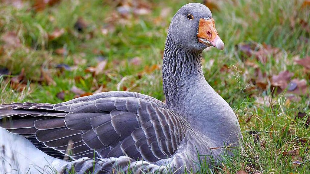 Ein Mann aus Wolmirstedt wurde wegen Tierquälerei verurteilt, nachdem eine unterernährte Gans mit ausgekugelten Flügeln auf seinem Grundstück gefunden wurde.