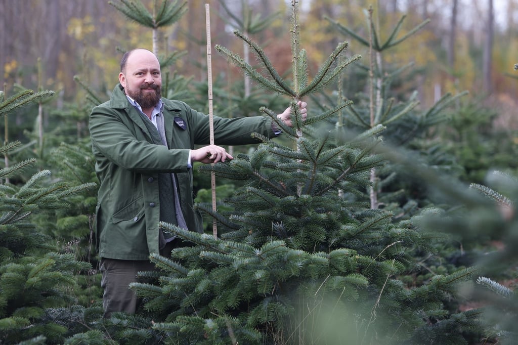 Die Weihnachtsbaumpreise in Sachsen-Anhalt sollen dieses Jahr stabil bleiben. (Archivfoto)
