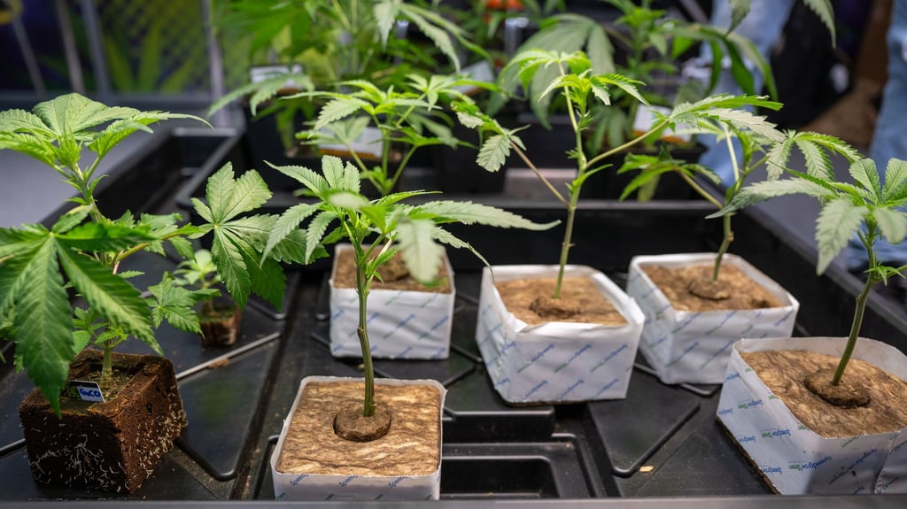 Der erste Cannabis-Club in Berlin hat eine Genehmigung für den gemeinschaftlichen Grasanbau bekommen. (Archivbild)