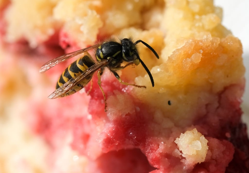 Im Spätsommer sind die Wespen besonders lästig, weil sie auf Suche nach süßer Nahrung sind.