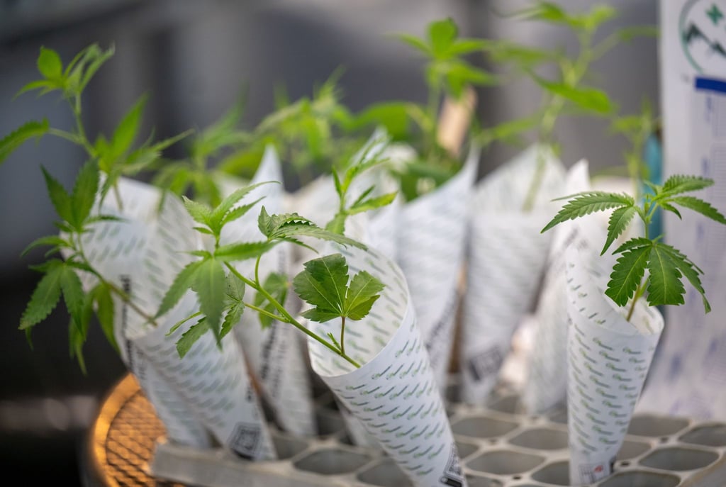 Der erste genehmigte Berliner Cannabis-Anbauverein will verantwortungsvoll mit der Abgabe umgehen (Archivbild).